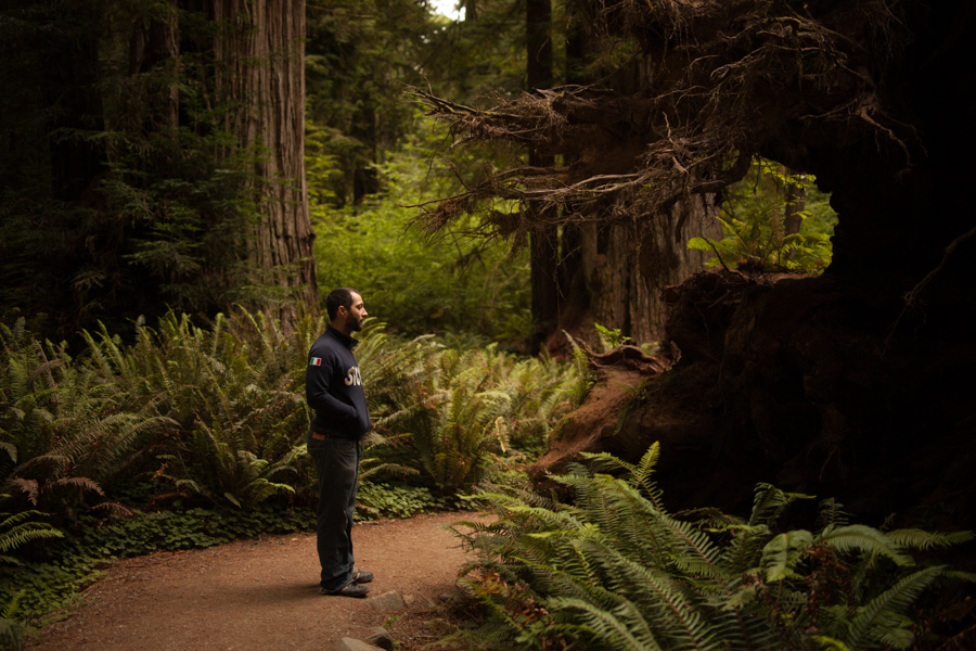 Hank marvels at a fallen Redwood.